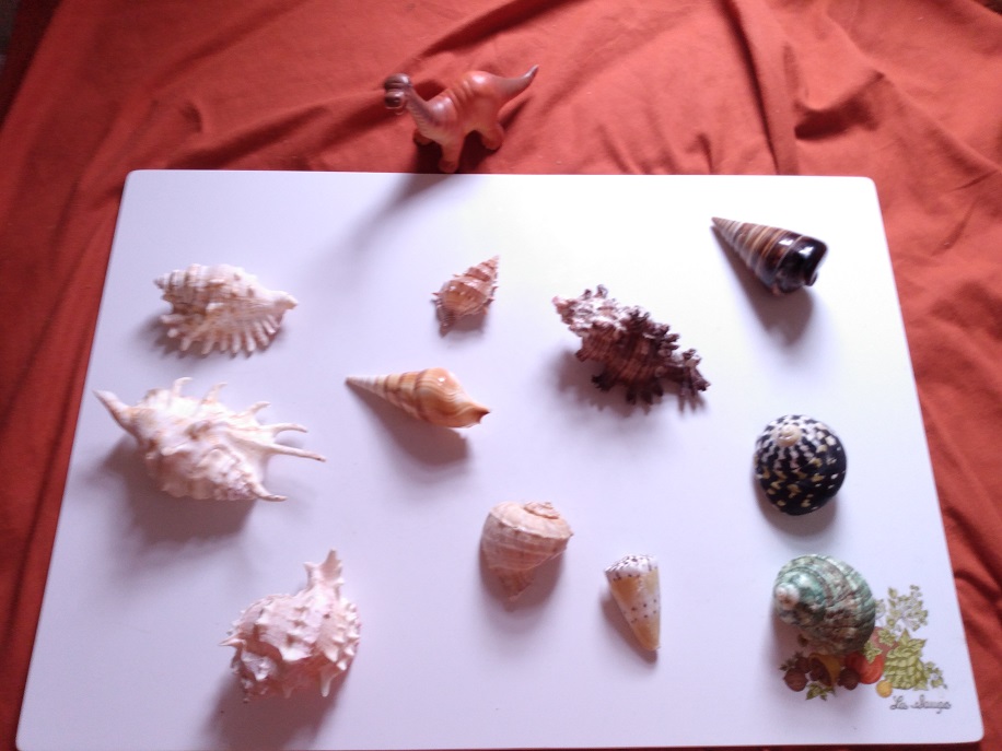 BUDDY LOOKING AT THE SHELLS AFTER THE NEAR DISASTER