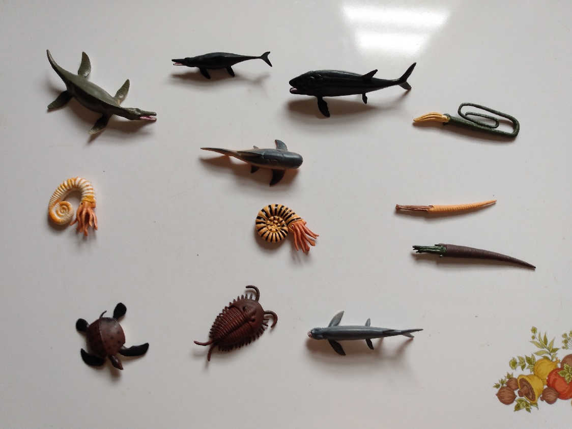 RCOMG CAMBRIAN SEA LIFE