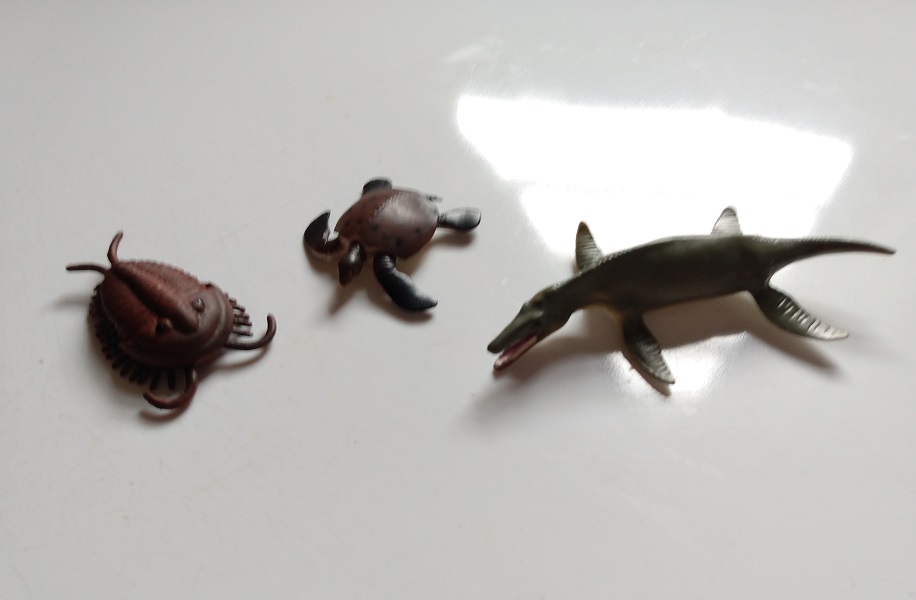 RCOMG CAMBRIAN SEA LIFE