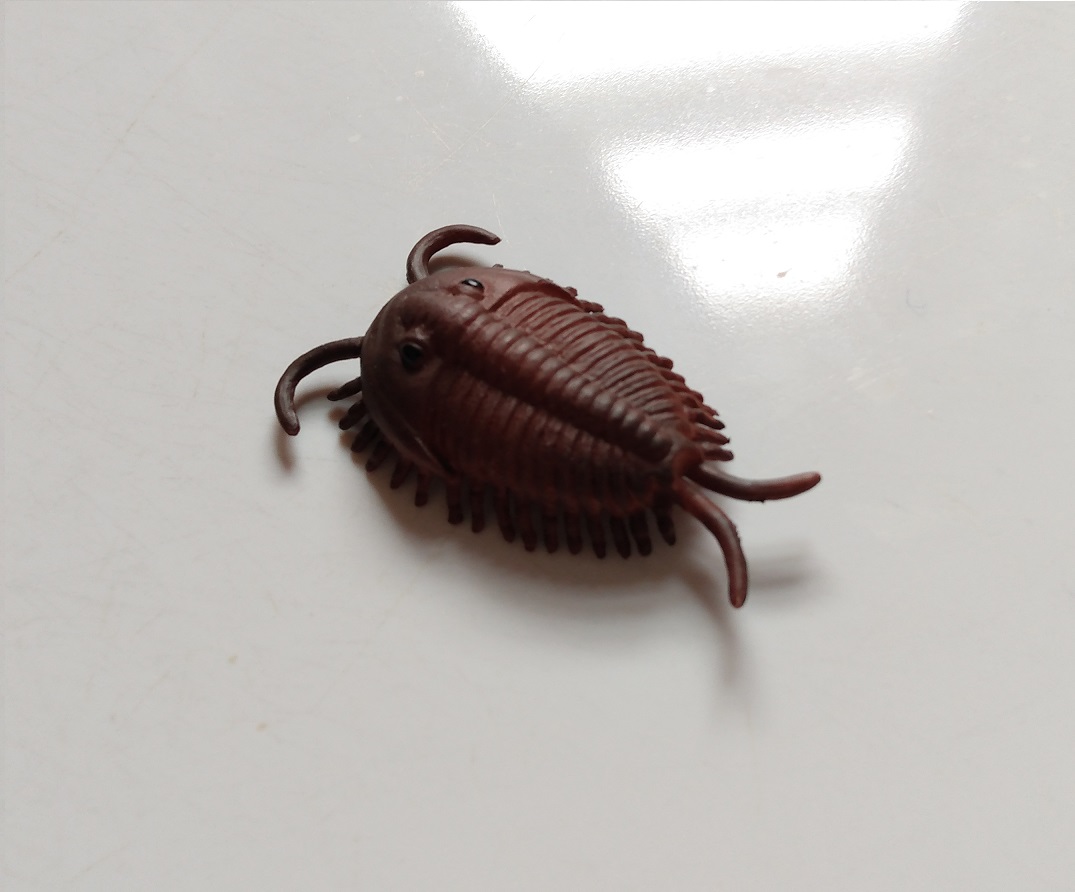 RCOMG CAMBRIAN SEA LIFE