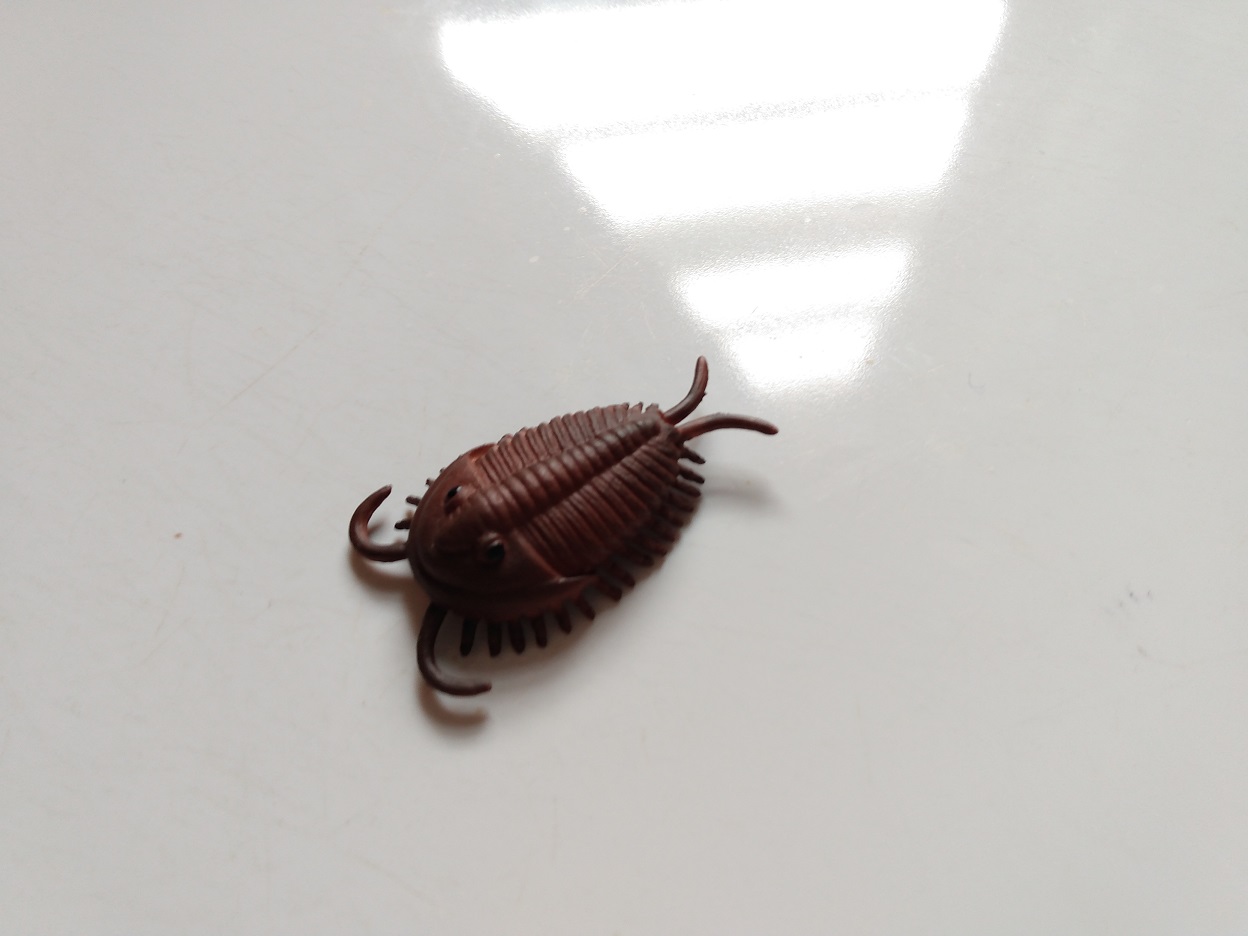 RCOMG CAMBRIAN SEA LIFE