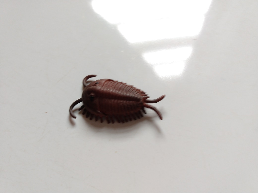 RCOMG CAMBRIAN SEA LIFE