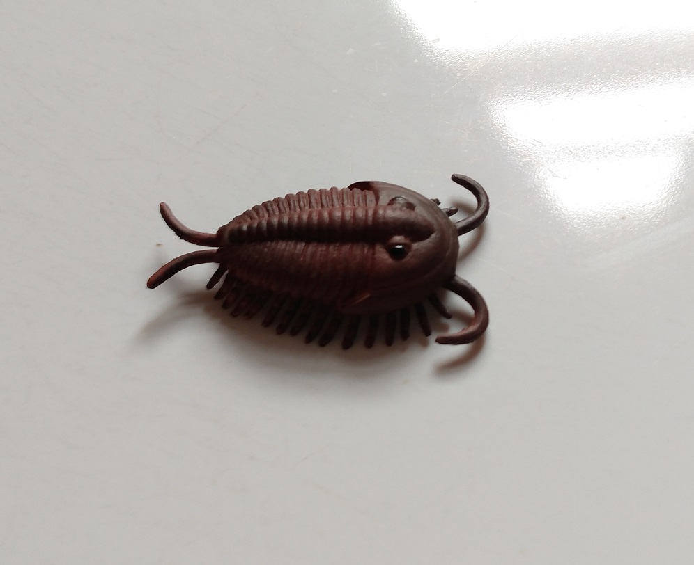 RCOMG CAMBRIAN SEA LIFE