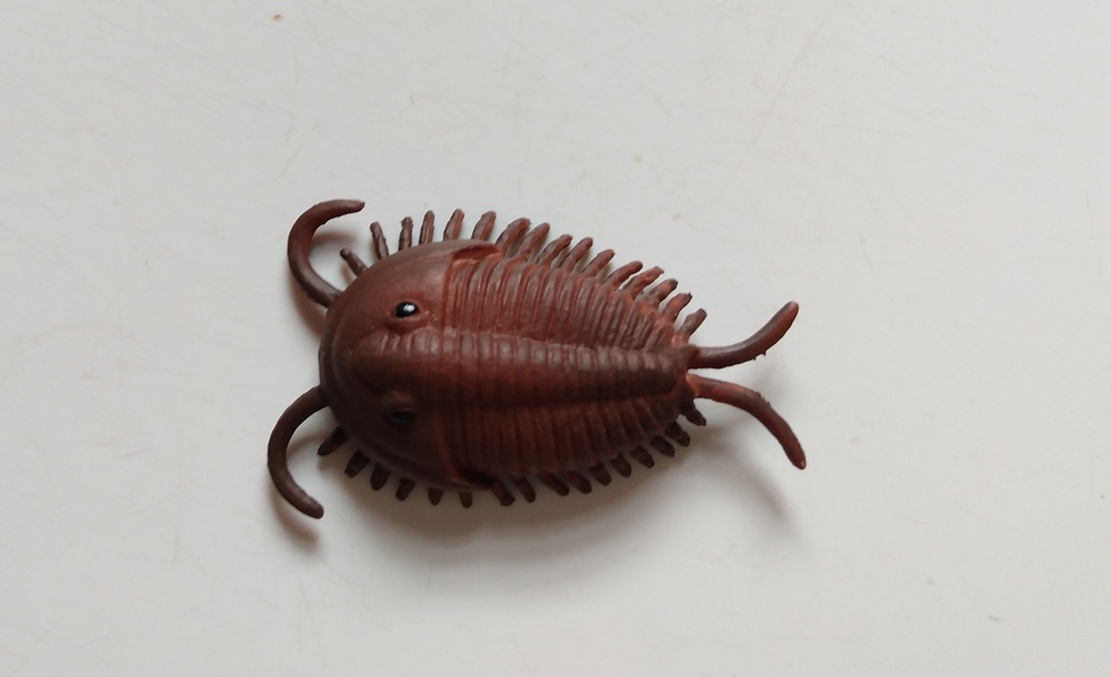 RCOMG CAMBRIAN SEA LIFE