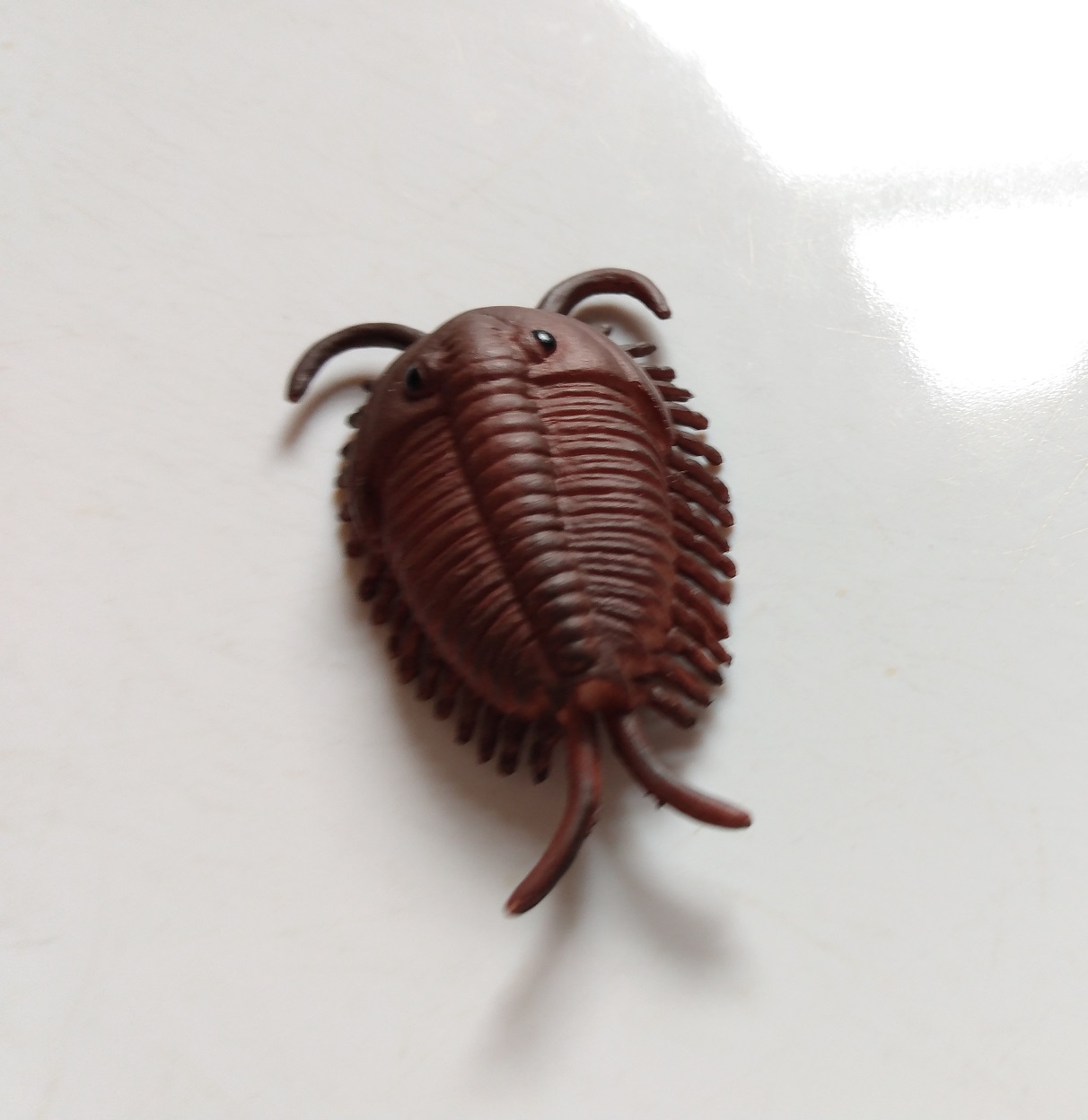 RCOMG CAMBRIAN SEA LIFE