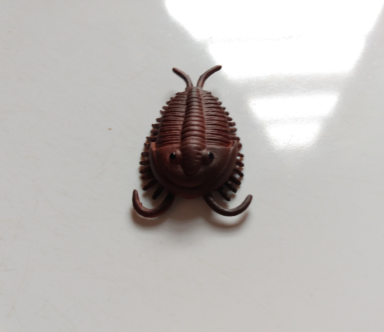 RCOMG CAMBRIAN SEA LIFE