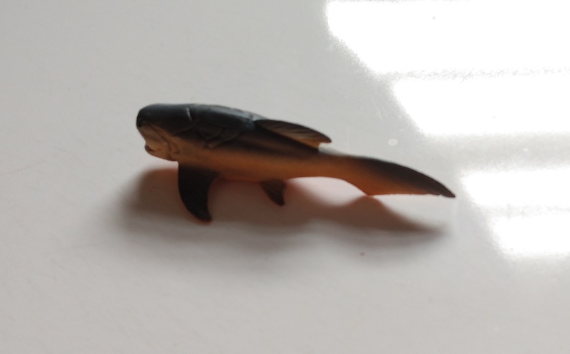 RCOMG CAMBRIAN SEA LIFE