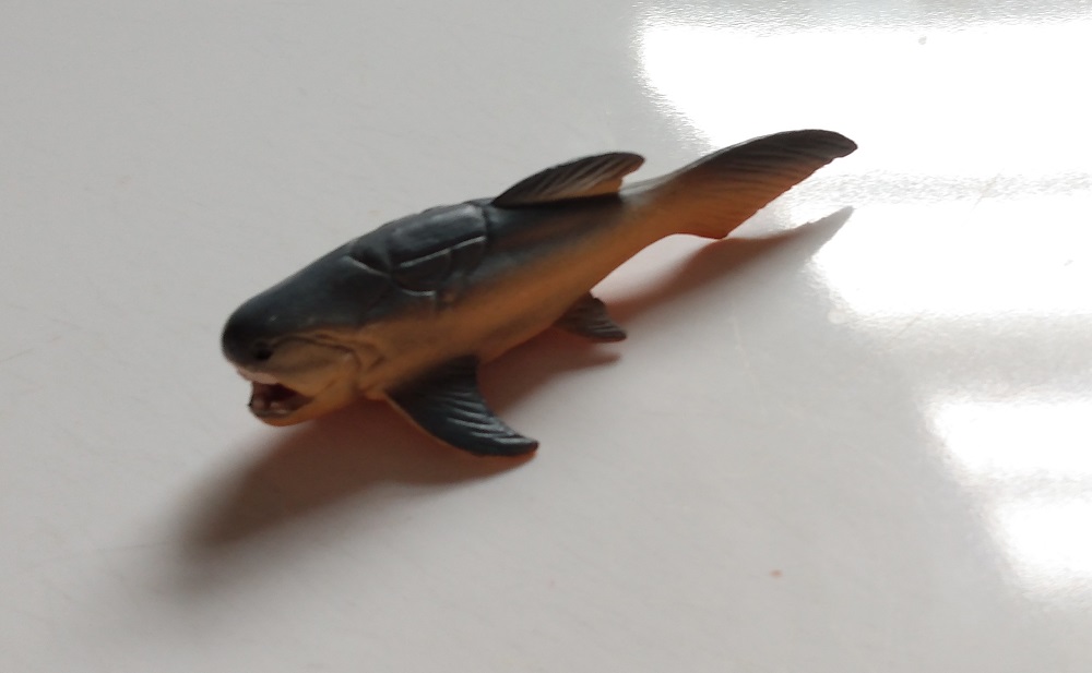 RCOMG CAMBRIAN SEA LIFE