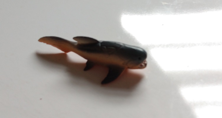 RCOMG CAMBRIAN SEA LIFE