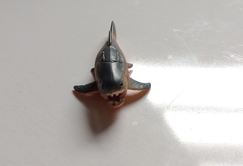 RCOMG CAMBRIAN SEA LIFE