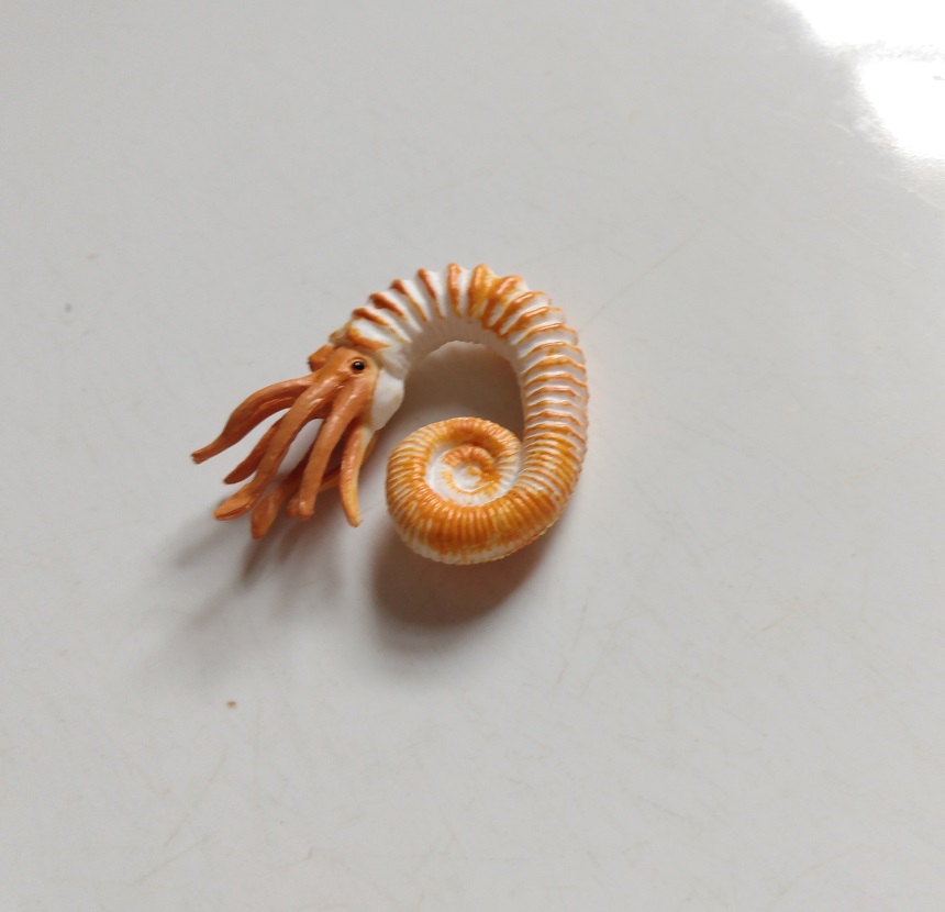 RCOMG CAMBRIAN SEA LIFE