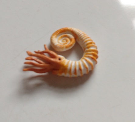 RCOMG CAMBRIAN SEA LIFE