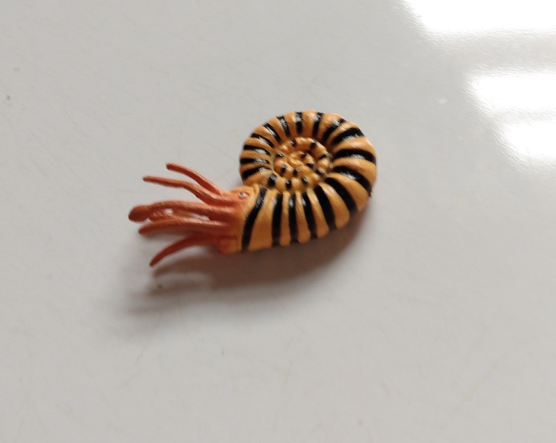 RCOMG CAMBRIAN SEA LIFE