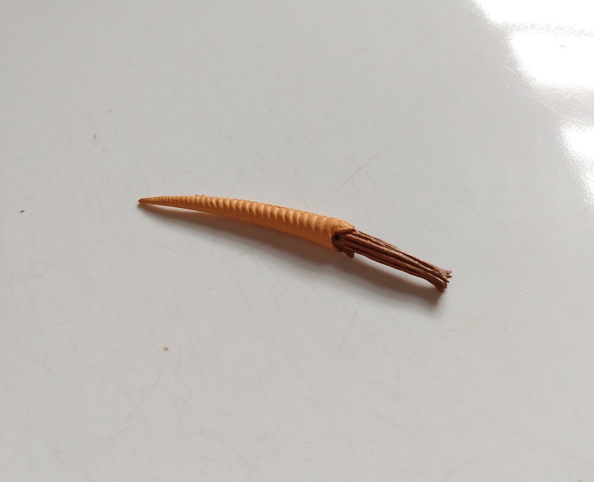 RCOMG CAMBRIAN SEA LIFE