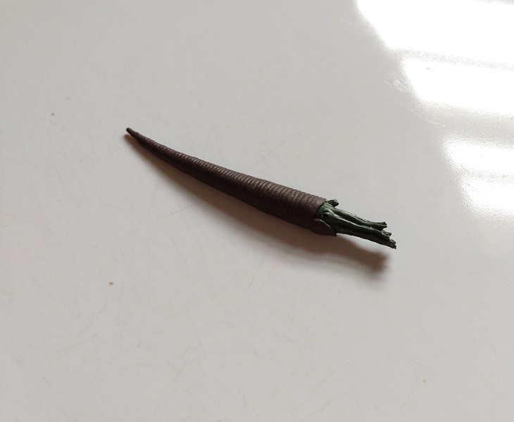 RCOMG CAMBRIAN SEA LIFE