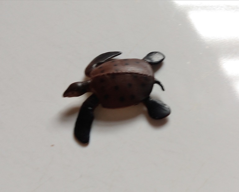 RCOMG CAMBRIAN SEA LIFE