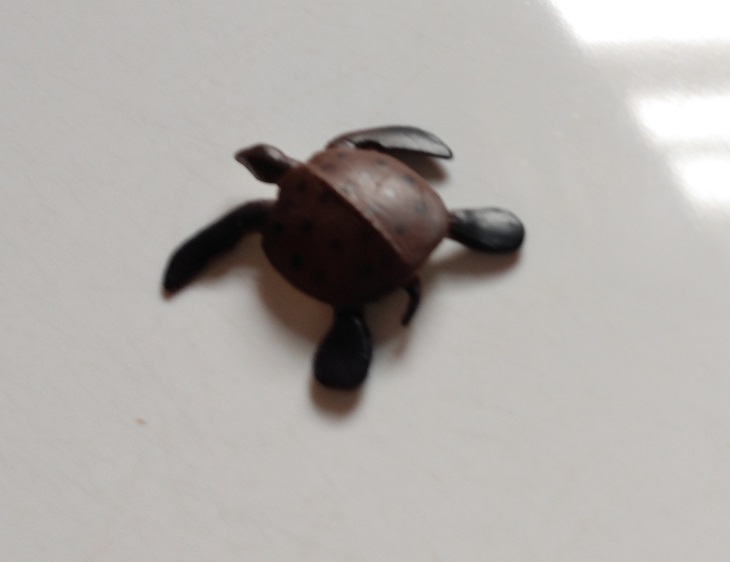 RCOMG CAMBRIAN SEA LIFE