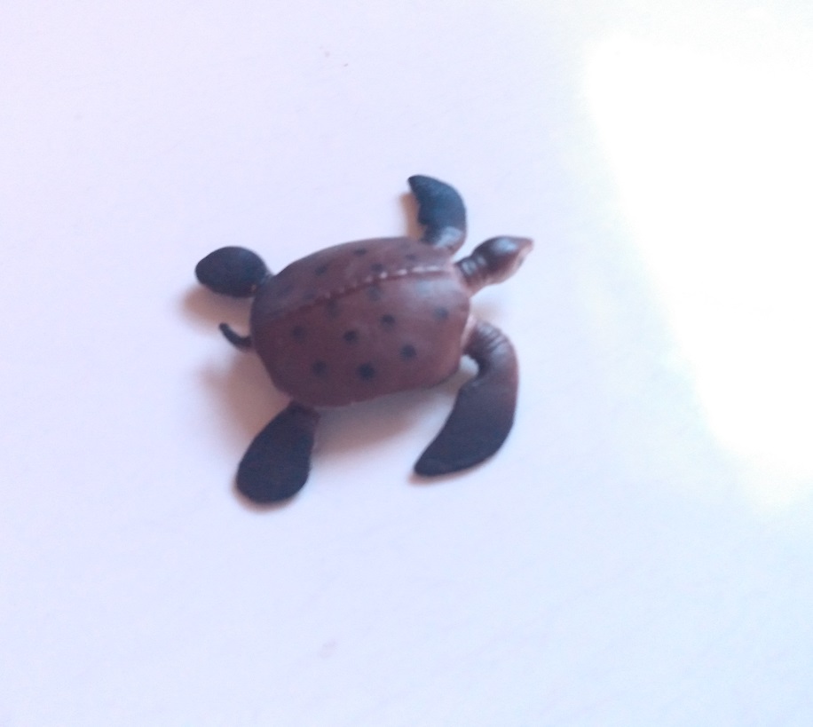 RCOMG CAMBRIAN SEA LIFE