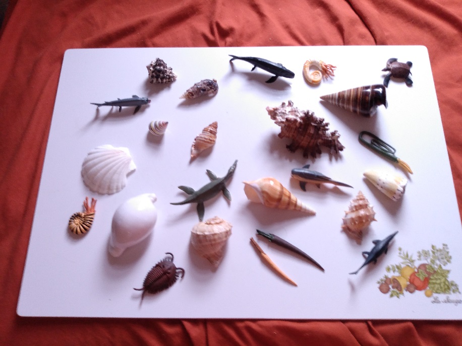 RCOMG CAMBRIAN SEA LIFE AMONG SHELLS