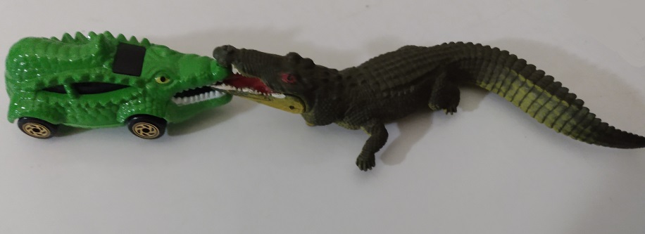 GATORS AND CROCS PLAYING