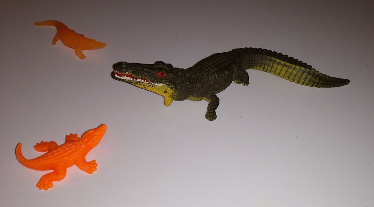 GATORS AND CROCS PLAYING