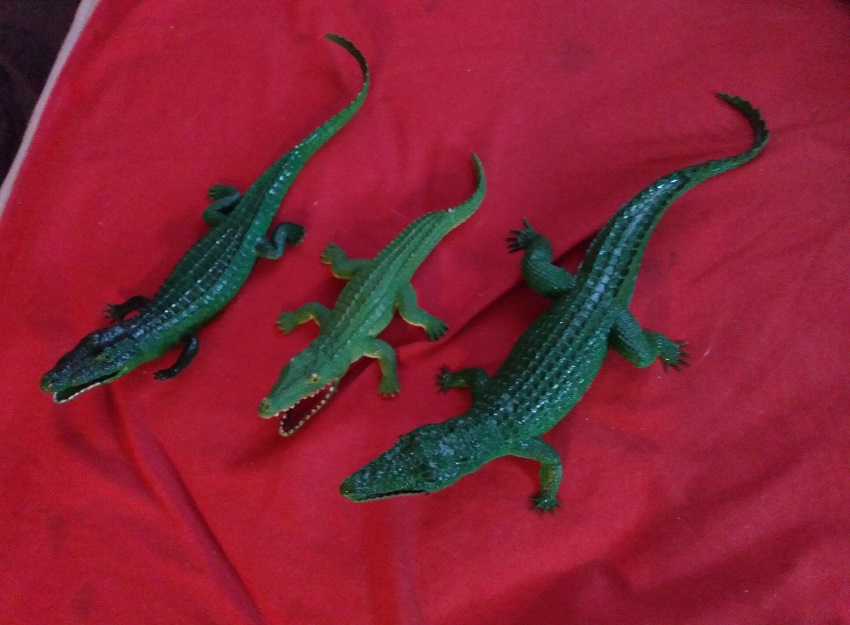 GATORS AND CROCS