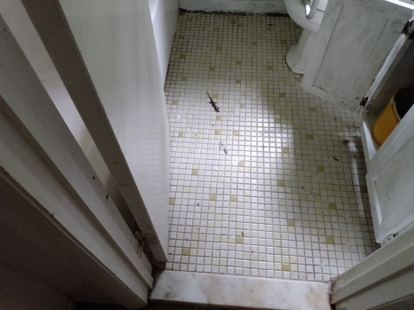 LIZARD ON BATHROOM FLOOR
