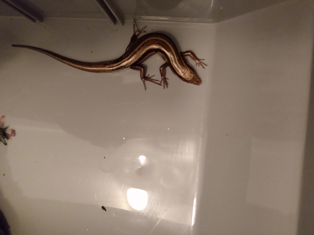 LIZARD OR SALAMANDER