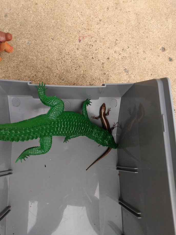 BIG GATOR PLAYING WITH LIZARD