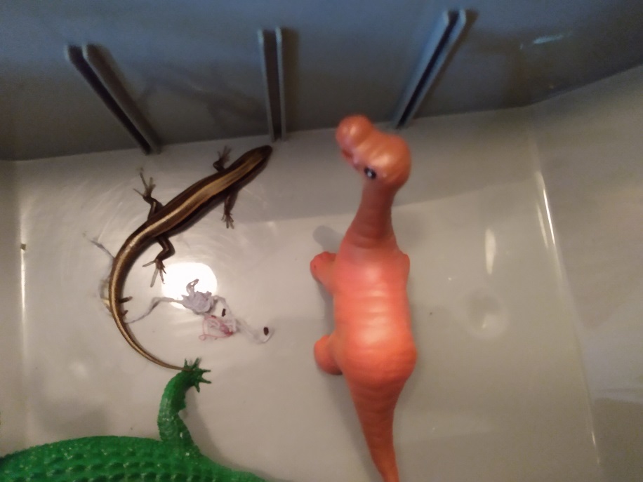 BIG GATOR AND SONNY PLAYING WITH THE LIZARD