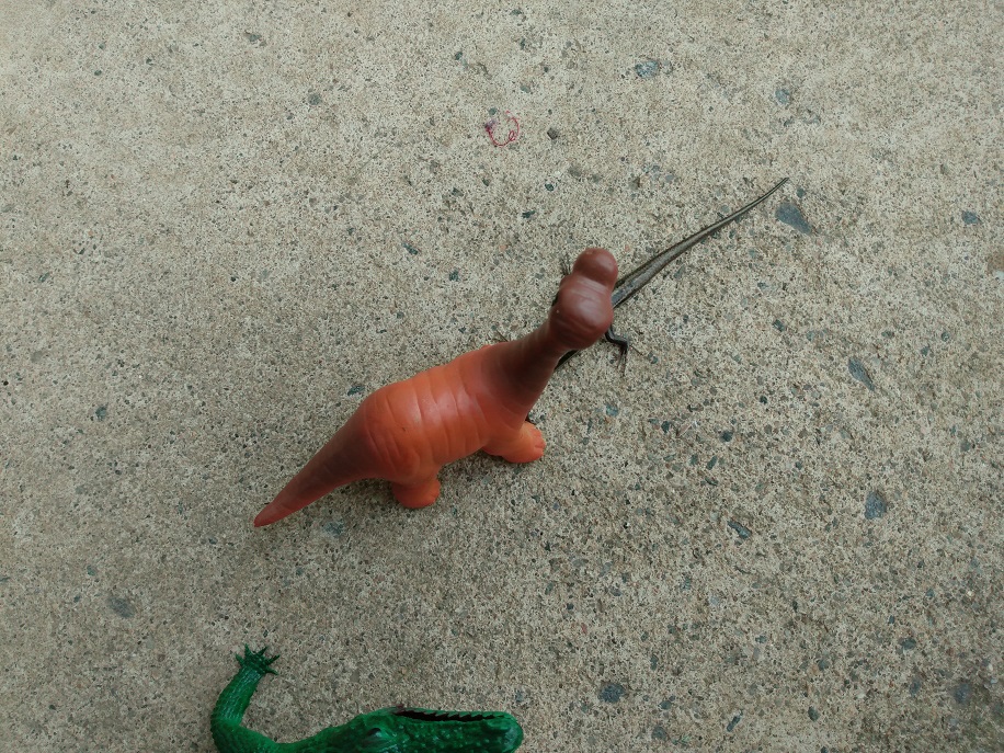 LIZARD STILL HIDING UNDER SONNY