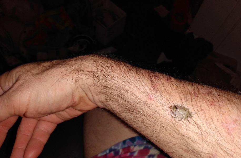 STINK BUG ON MY ARM