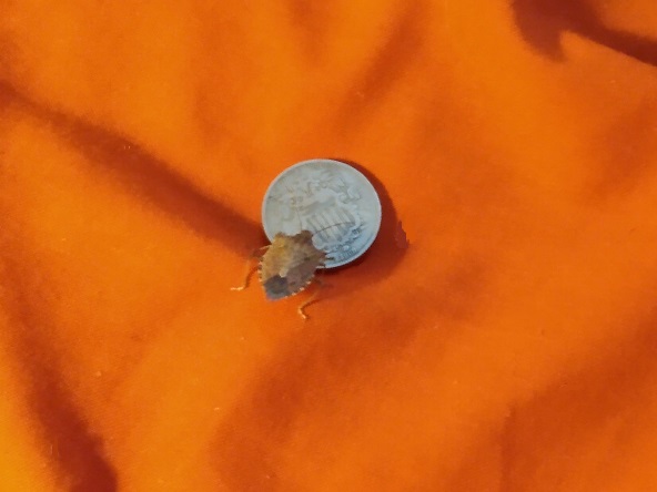 APPROACHING THE SHIELD NICKEL