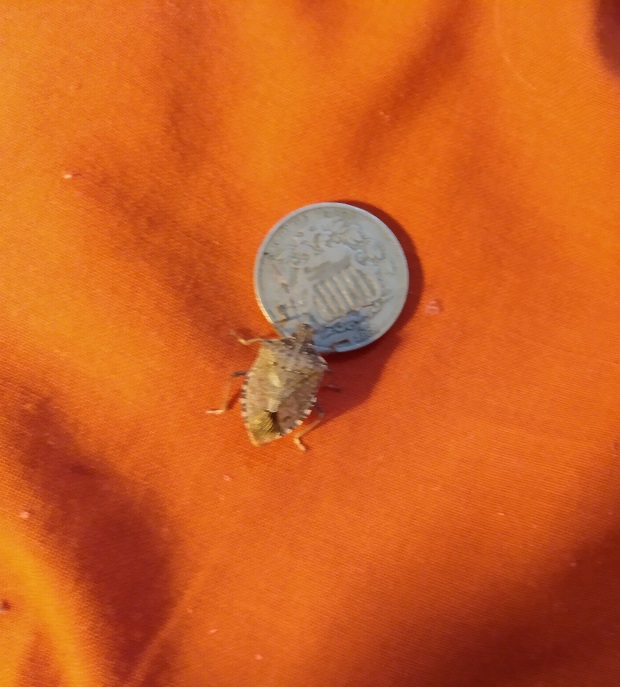 CLIMBING ON THE SHIELD NICKEL