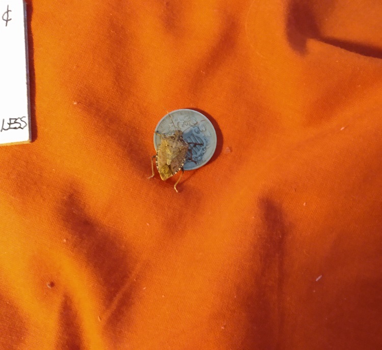 STINKY BUG LIKES THE SHIELD NICKEL.