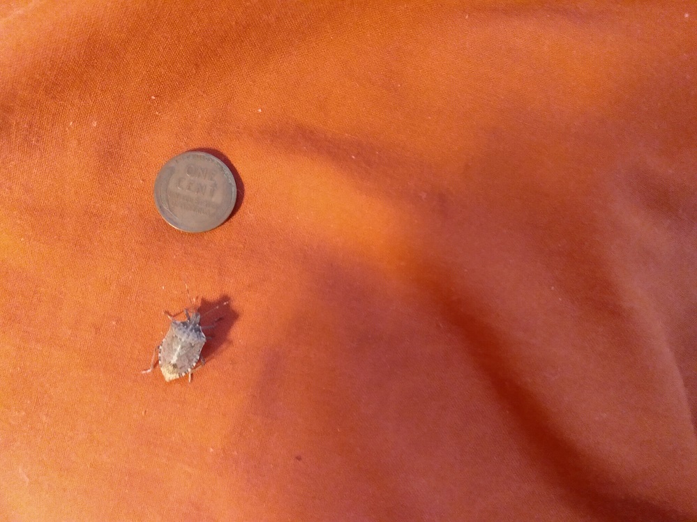 STINKY BUG HESITANT APPROACHING THE WHEAT PENNY