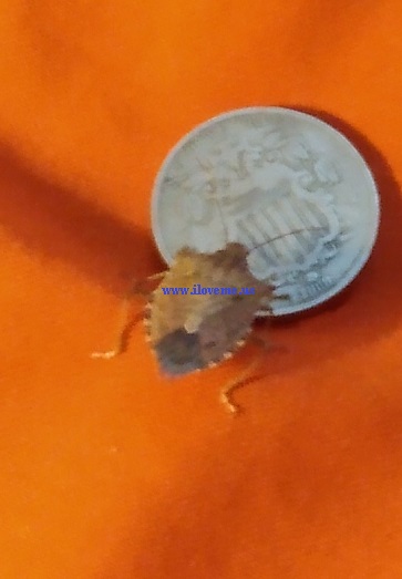 BUG ADVERTISING MY WEBSITE