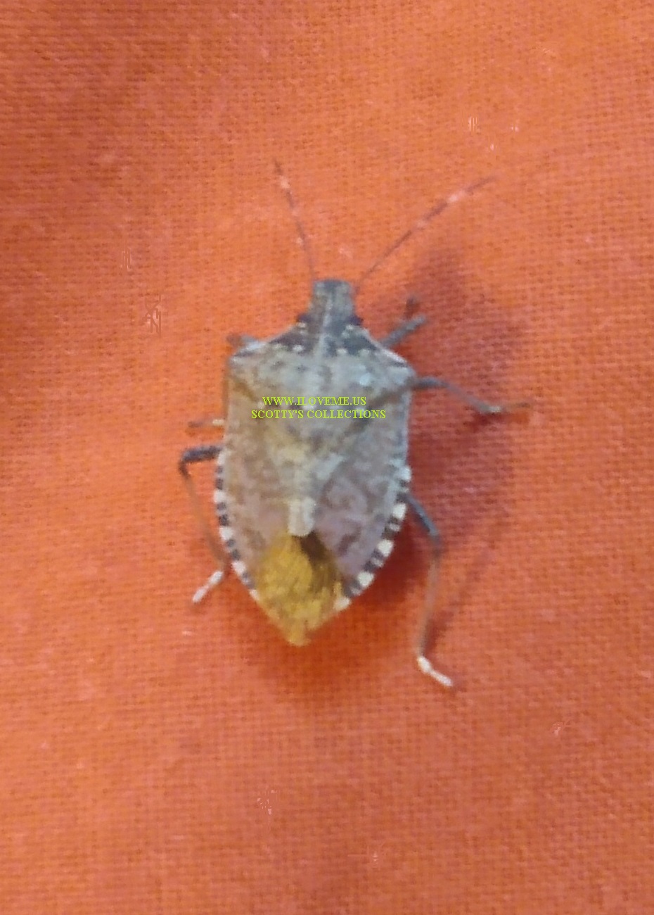 BUG ADVERTISING MY WEBSITE