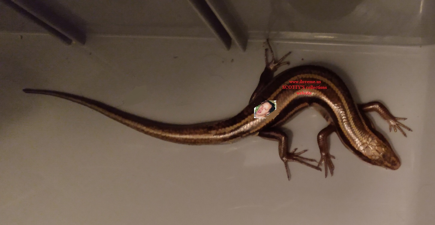 LIZARD ADVERTISING MY WEBSITE ON HIS BACK