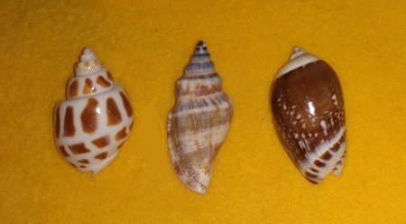 SHELL