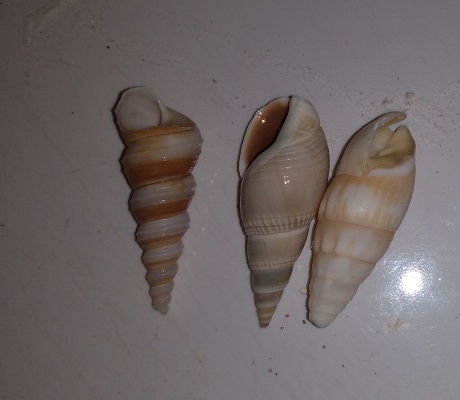 SHELL