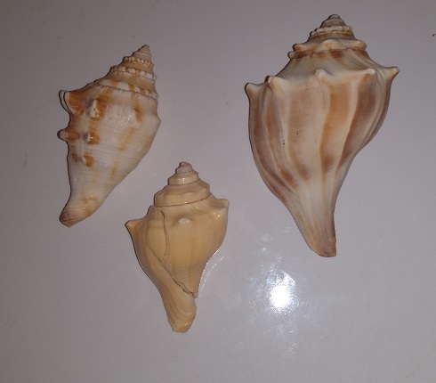 SHELL