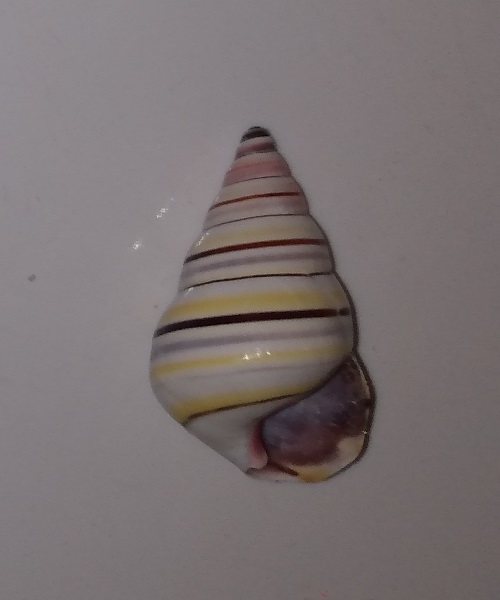 SHELL