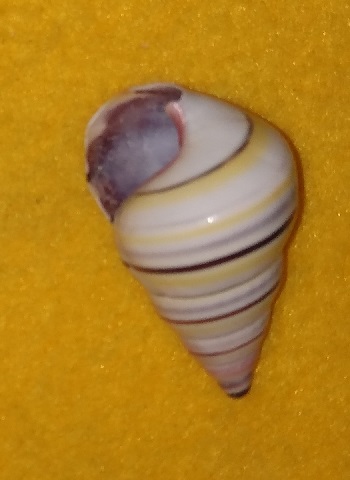 SHELL