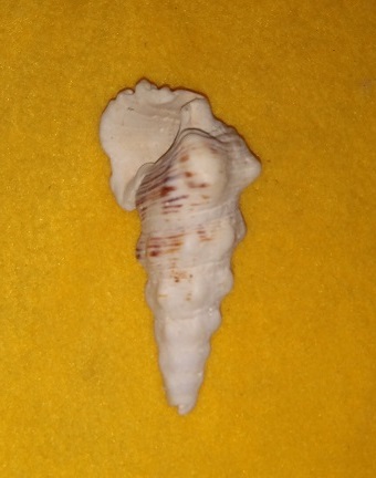 SHELL