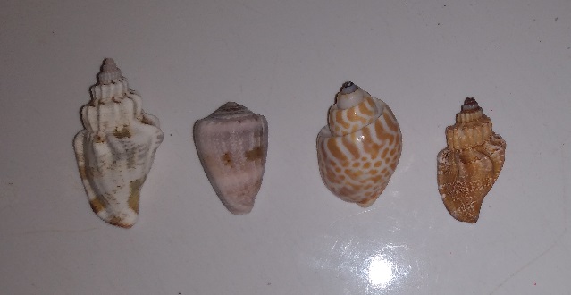 SHELL