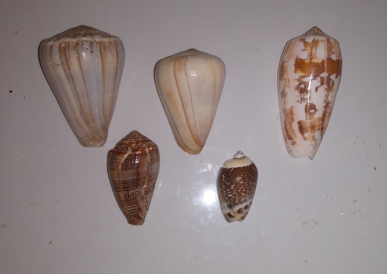 SHELL