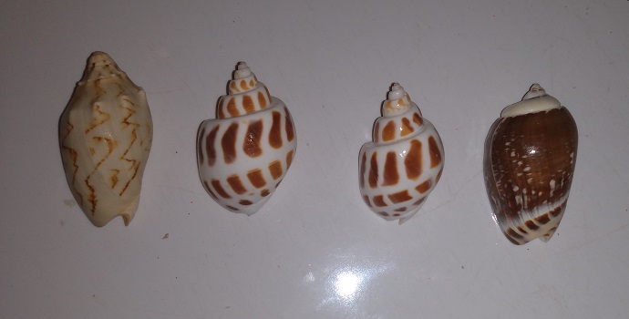 SHELL