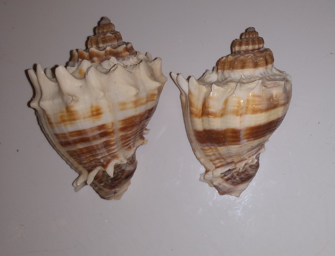 SHELL