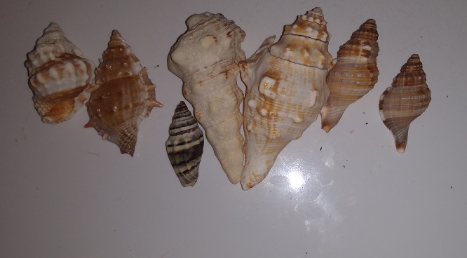 SHELL